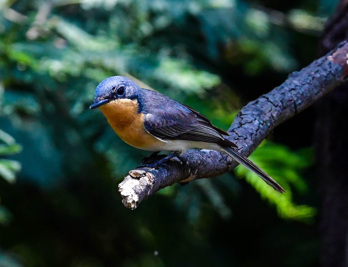 Leaden Flycatcher - Roy Burgess