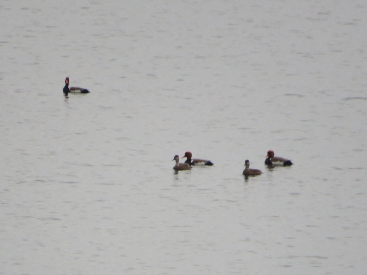 Red-crested Pochard - ML199839671