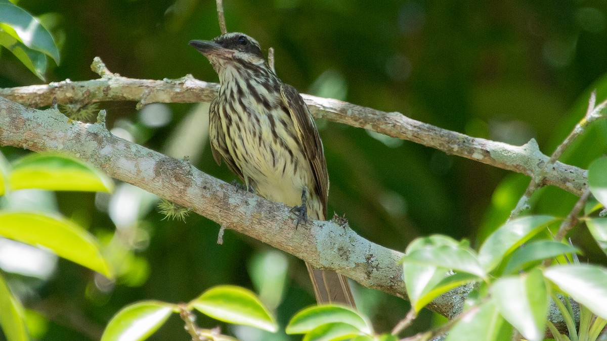 Streaked Flycatcher - ML199839741