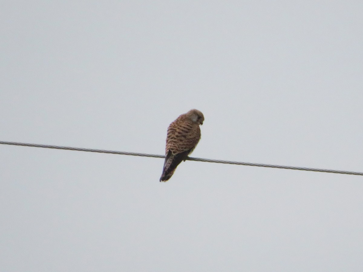 Eurasian Kestrel - ML199839751