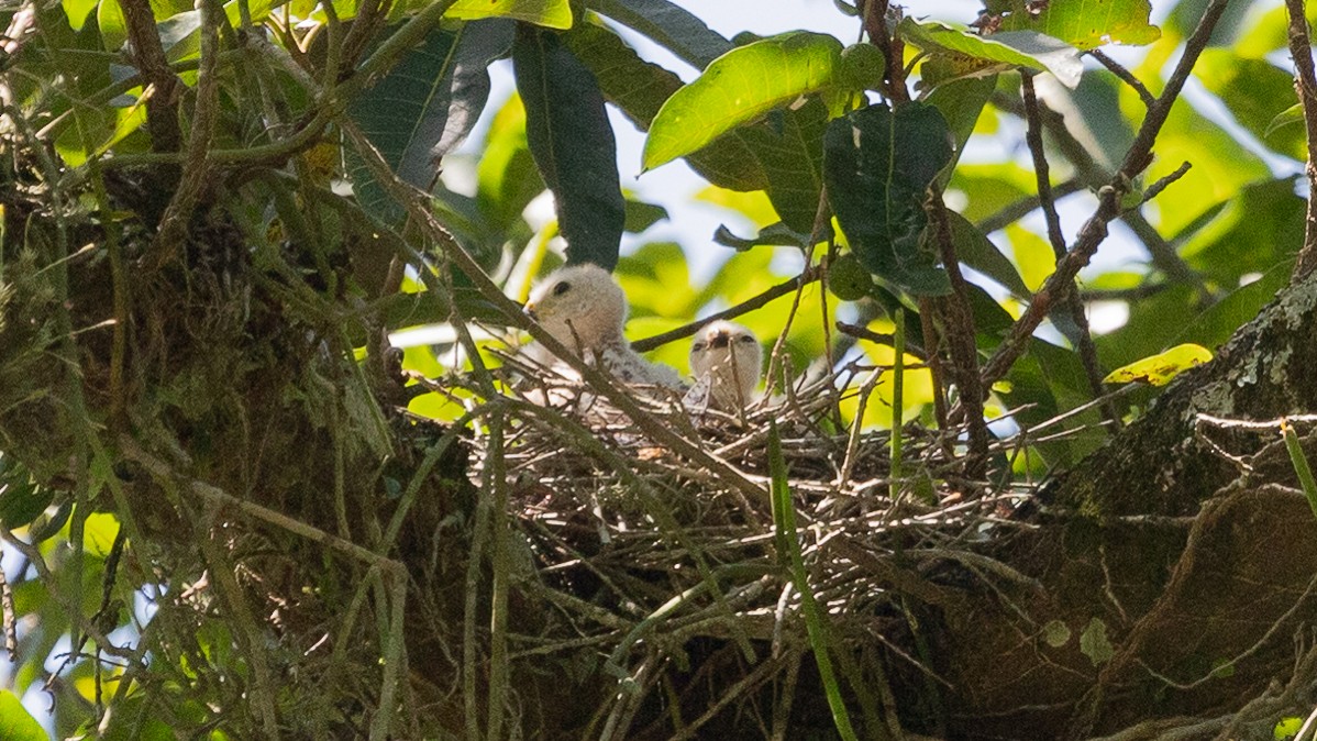 Rufous-thighed Kite - ML199839861