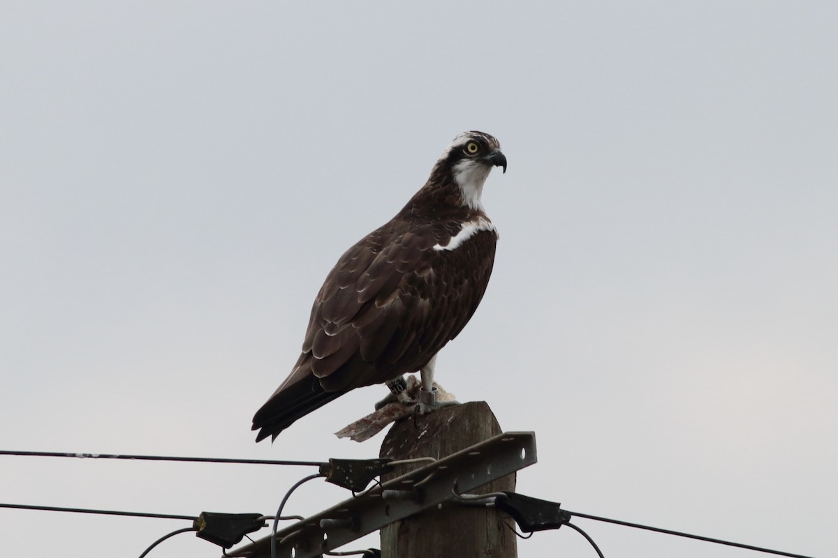 Osprey - Alexandre Hespanhol Leitão