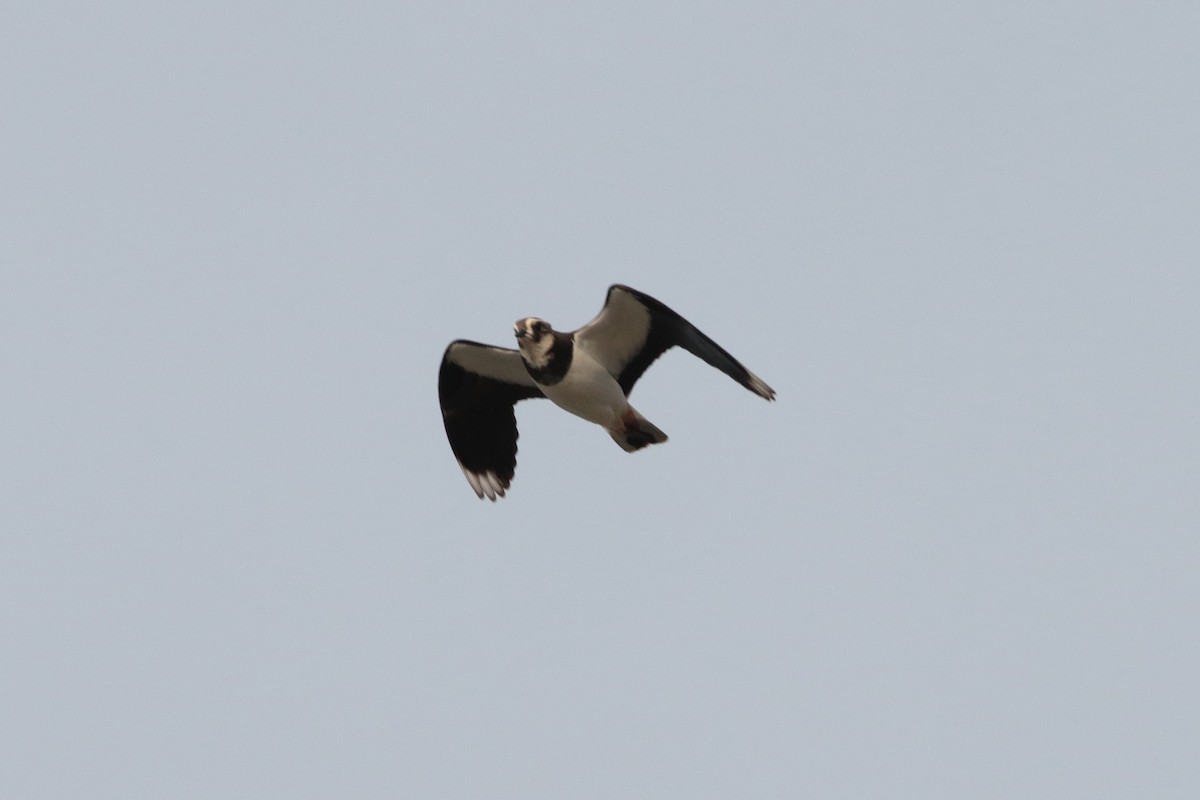 Northern Lapwing - ML199840211