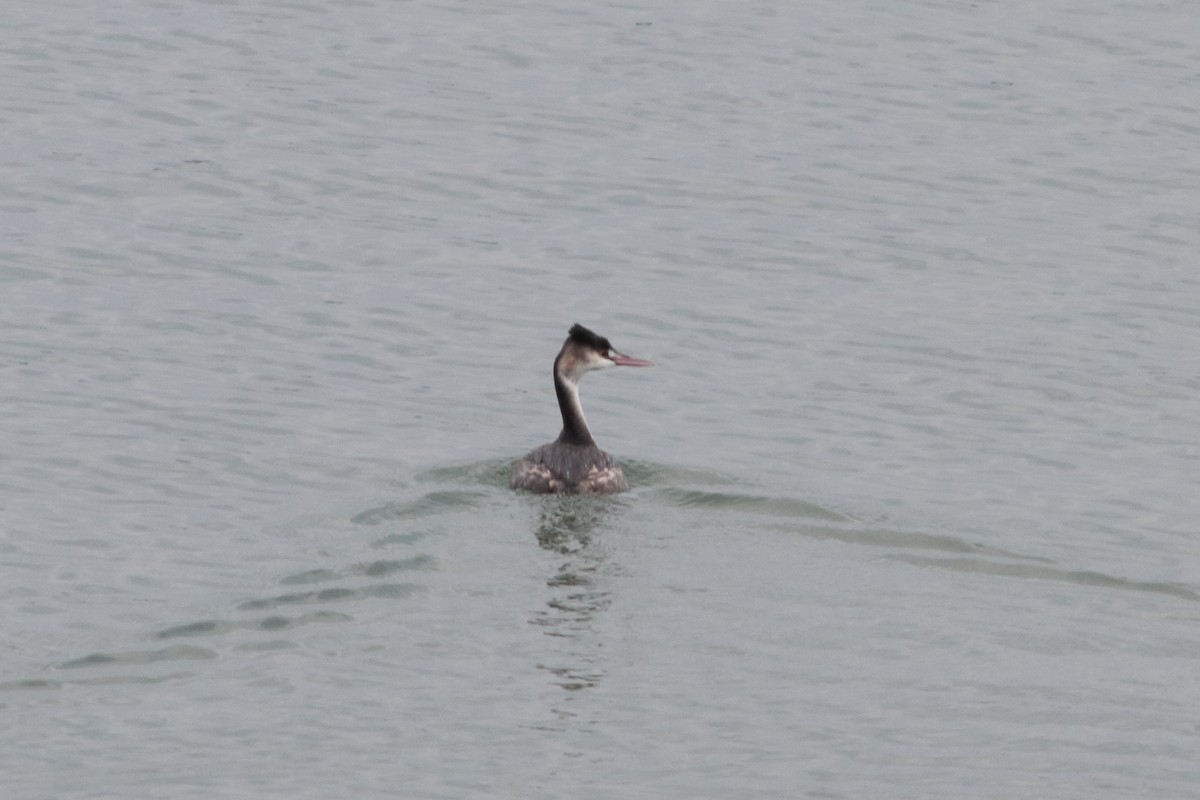Great Crested Grebe - ML199840251