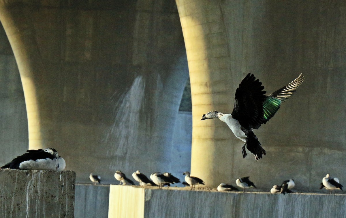 Knob-billed Duck - Shailesh  Darji