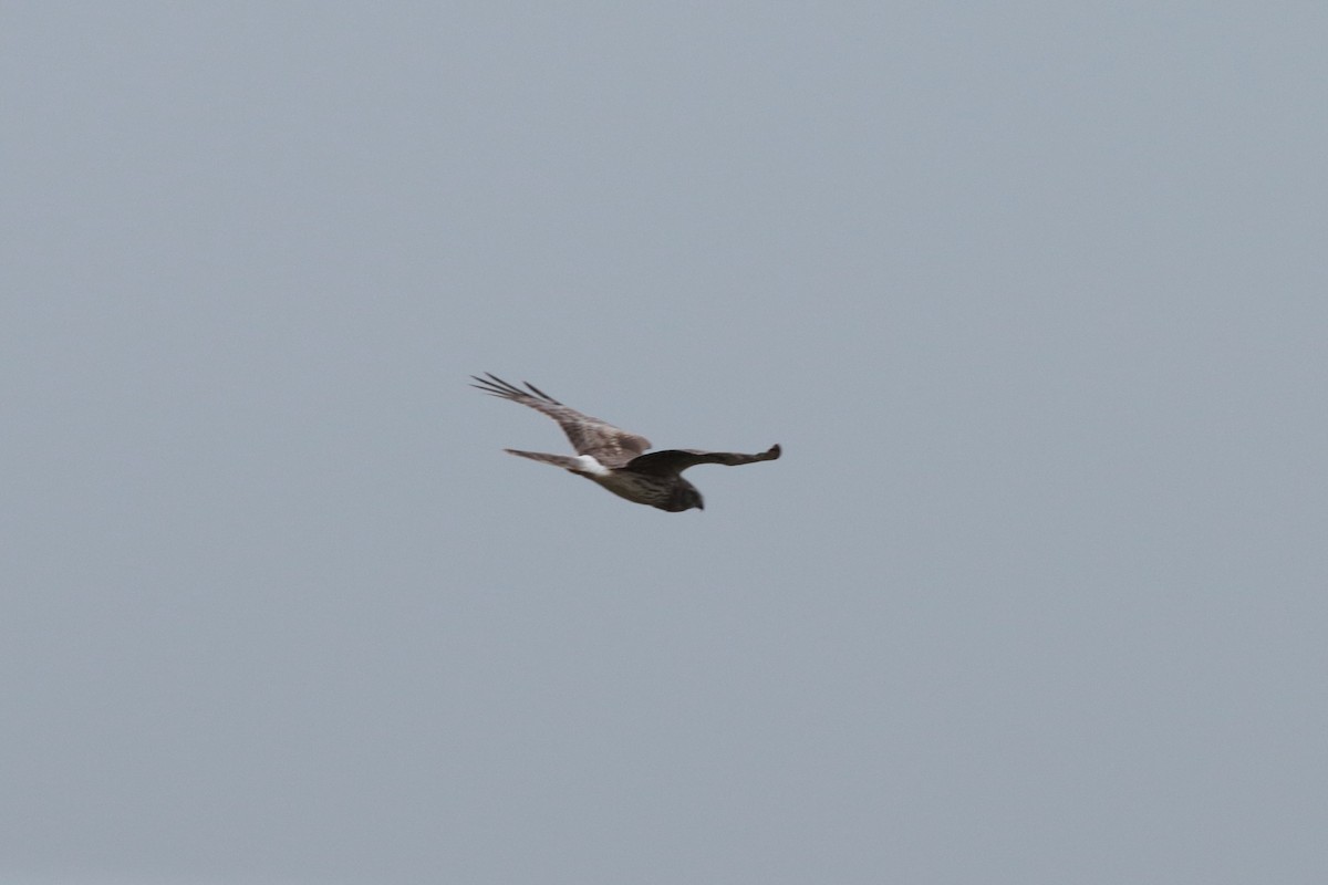 Hen Harrier - ML199840361