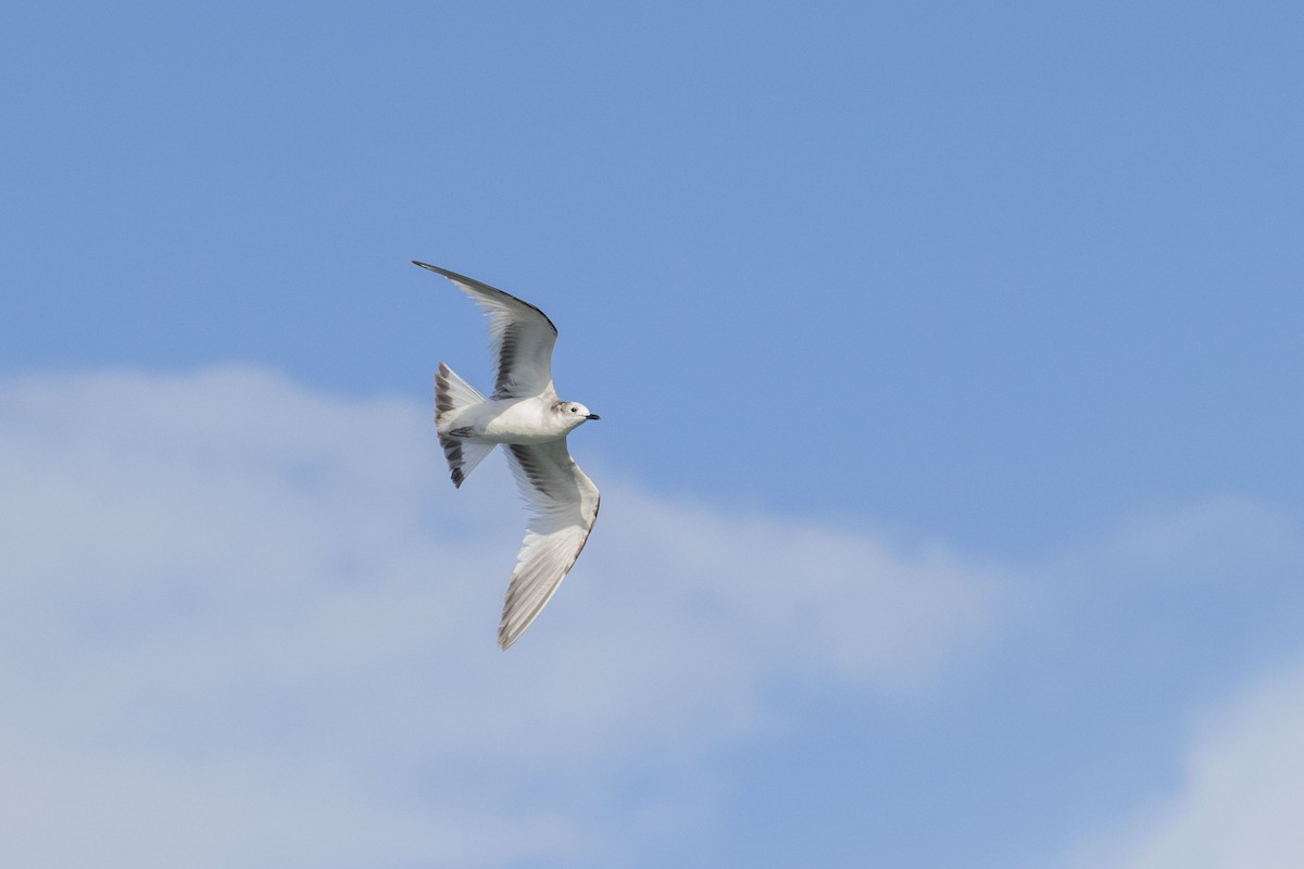 Sabine's Gull - ML199844181