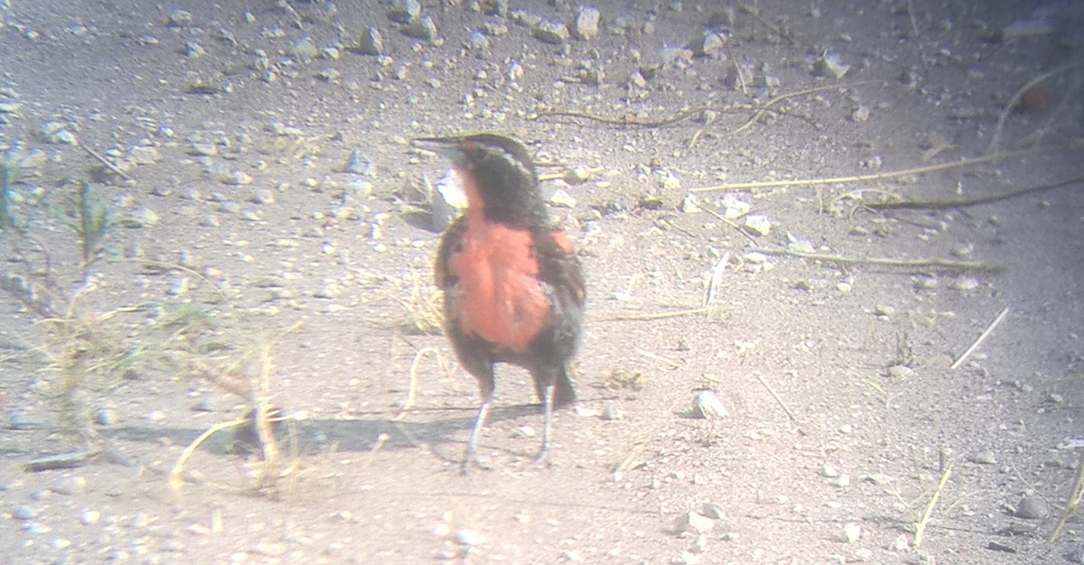 Long-tailed Meadowlark - ML199844321