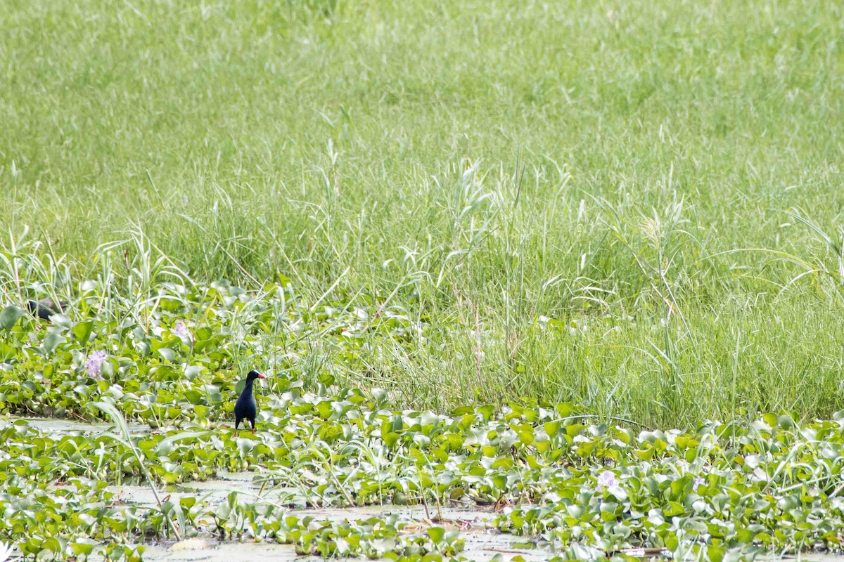 Bronzesultanshuhn - ML199844631