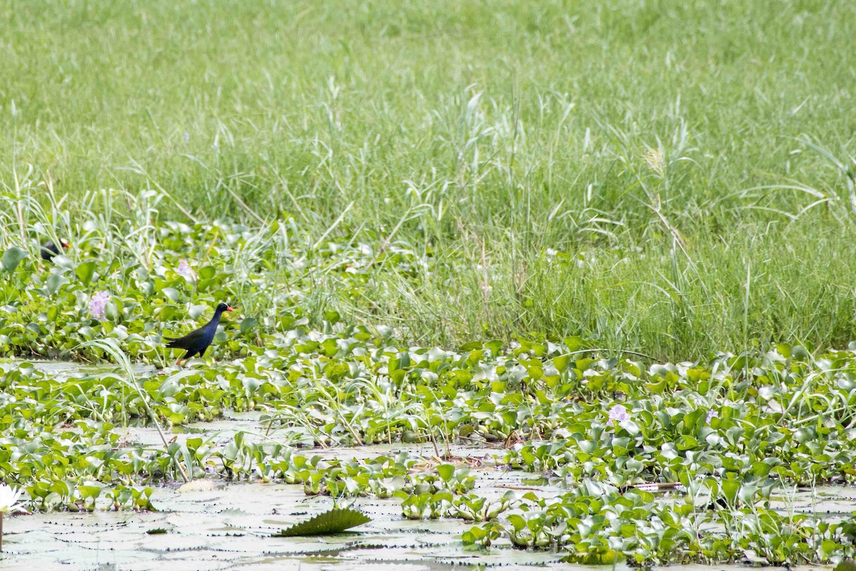 Bronzesultanshuhn - ML199844641