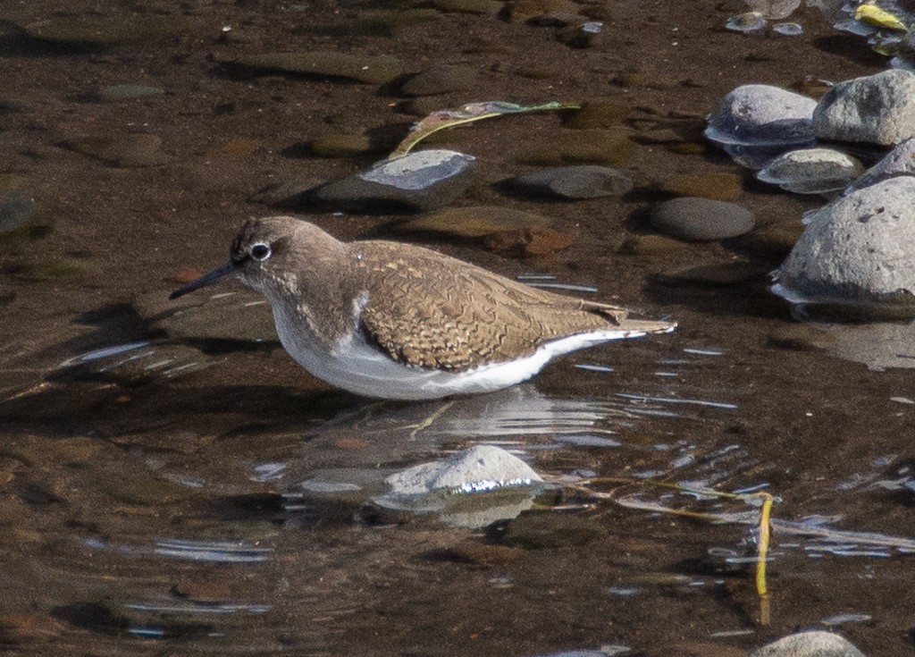 Common Sandpiper - ML199845521