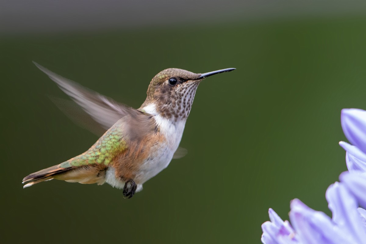 Volcano Hummingbird - Bradley Hacker 🦜