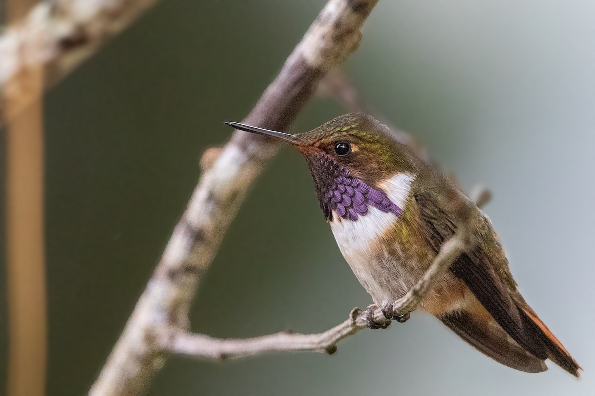 Colibrí Volcanero - ML199848431