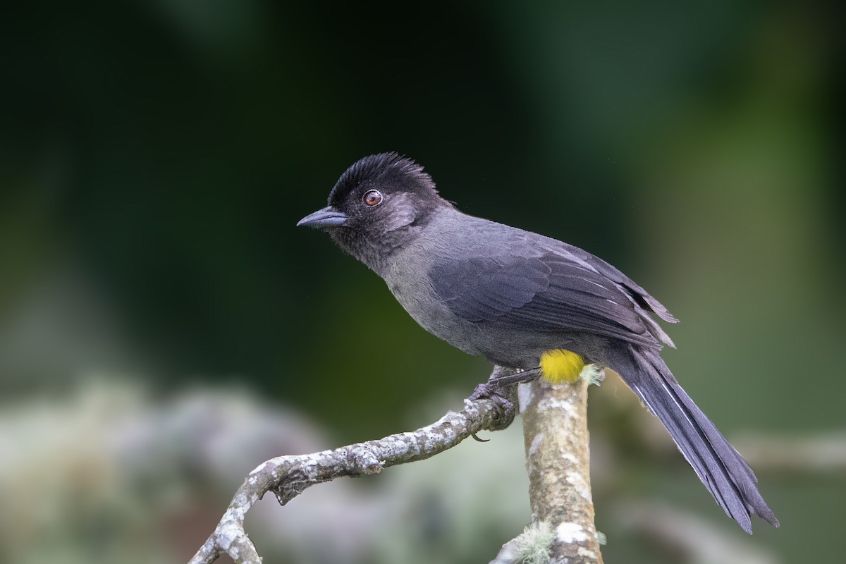 Yellow-thighed Brushfinch - ML199848451