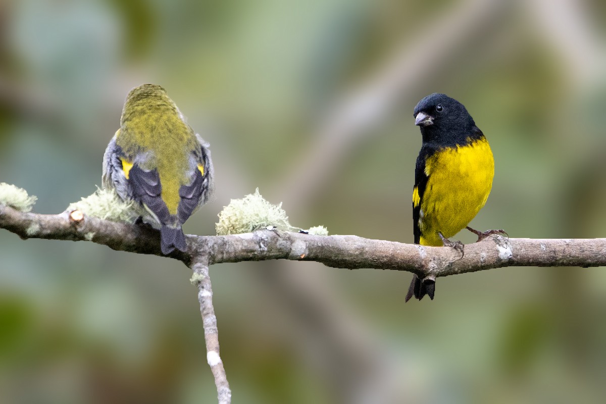 Yellow-bellied Siskin - ML199848521