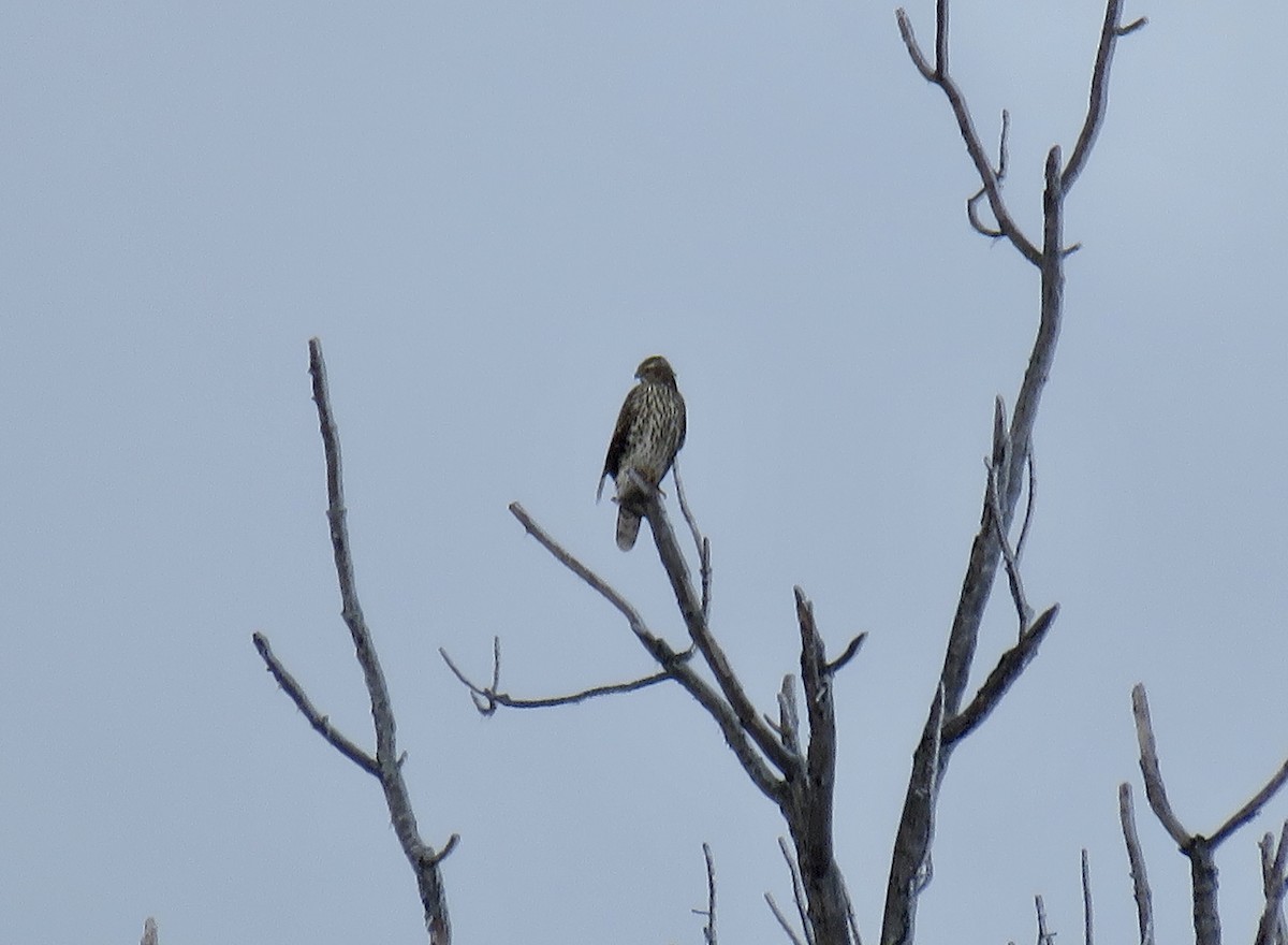 American Goshawk - ML199849091