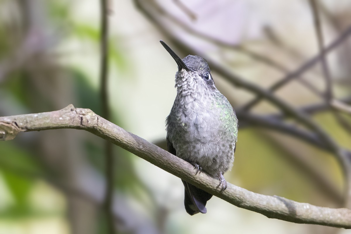 Stripe-tailed Hummingbird - ML199851291