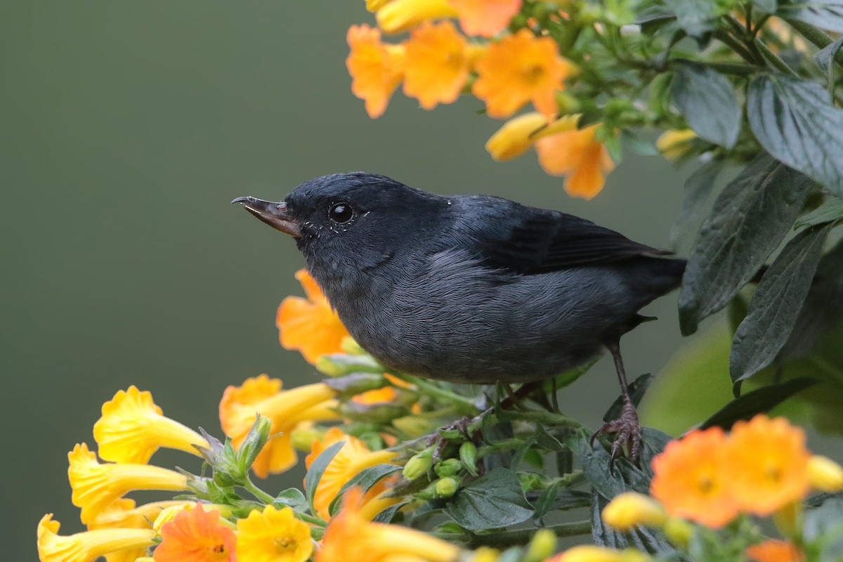 Slaty Flowerpiercer - ML199855881