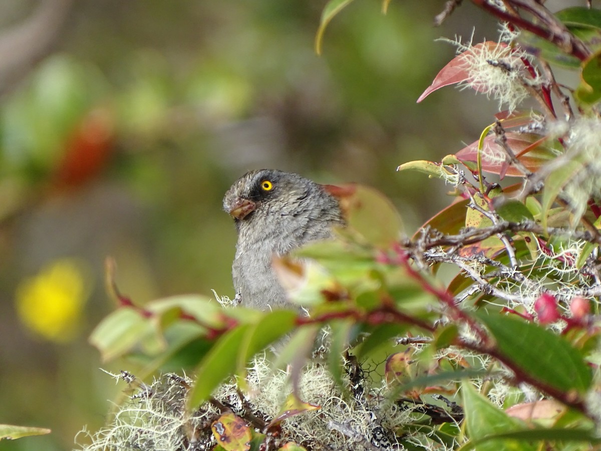 Volcano Junco - karen Gonzalez