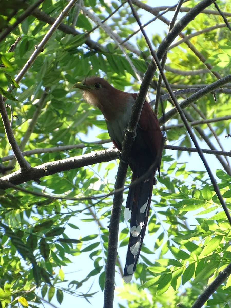 Squirrel Cuckoo - ML199857211