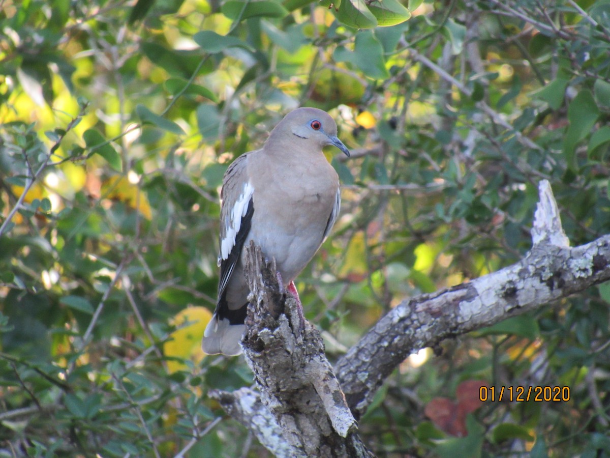 White-winged Dove - ML199857831