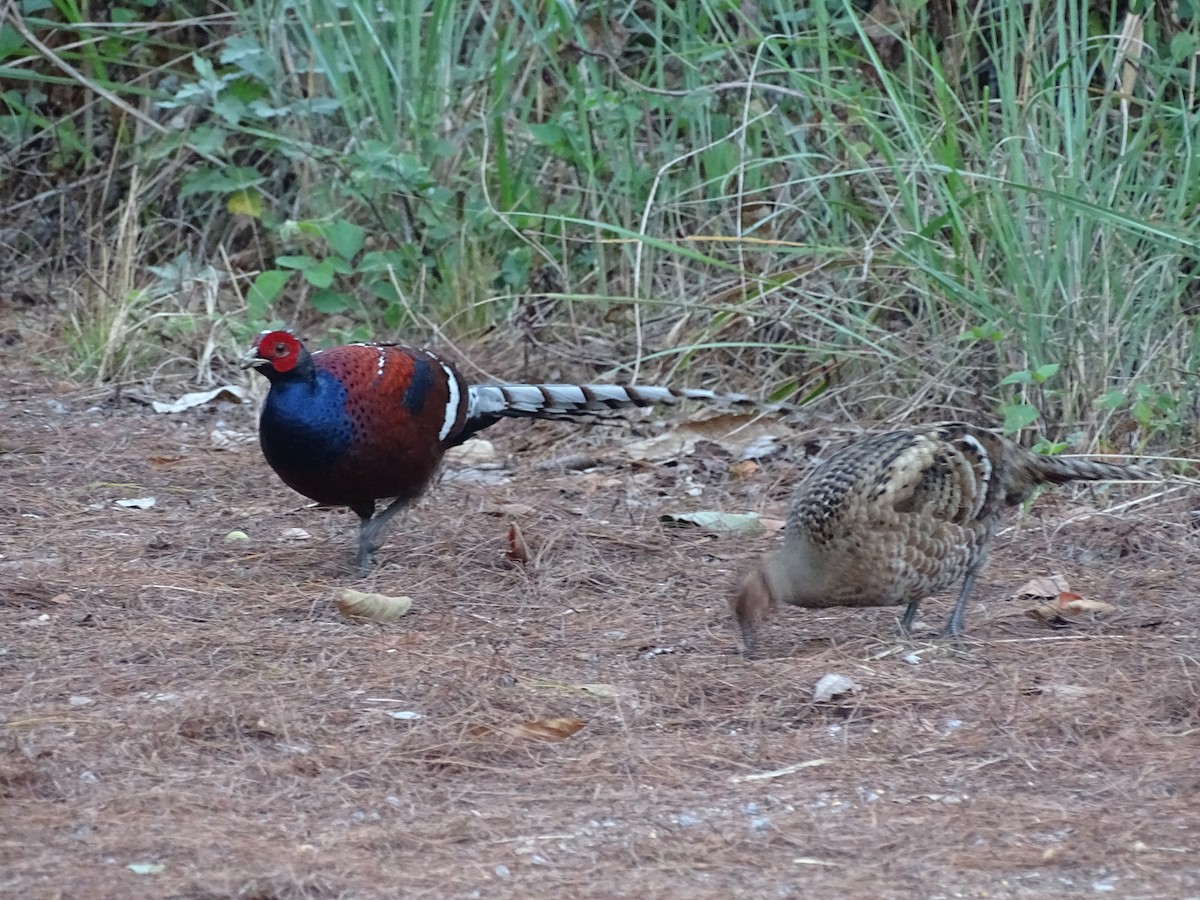 Mrs. Hume's Pheasant - ML199857901