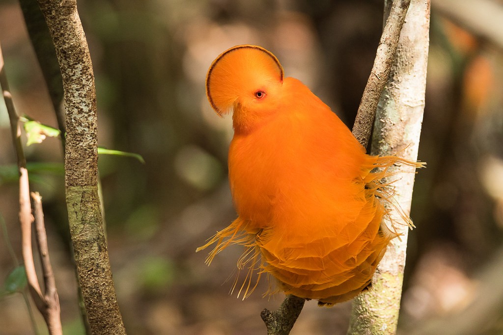 Guianan Cock-of-the-rock - ML199857961