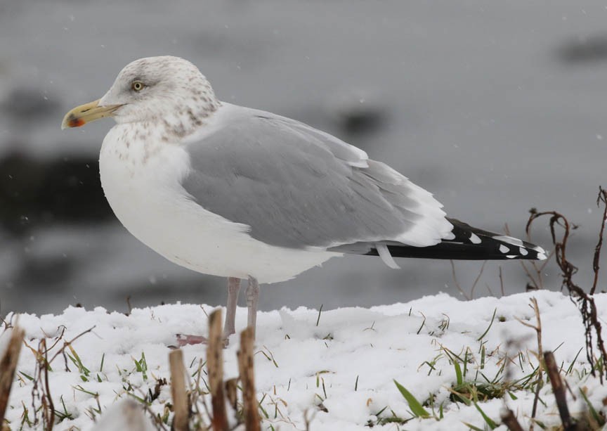 Herring Gull - Mark Dennis