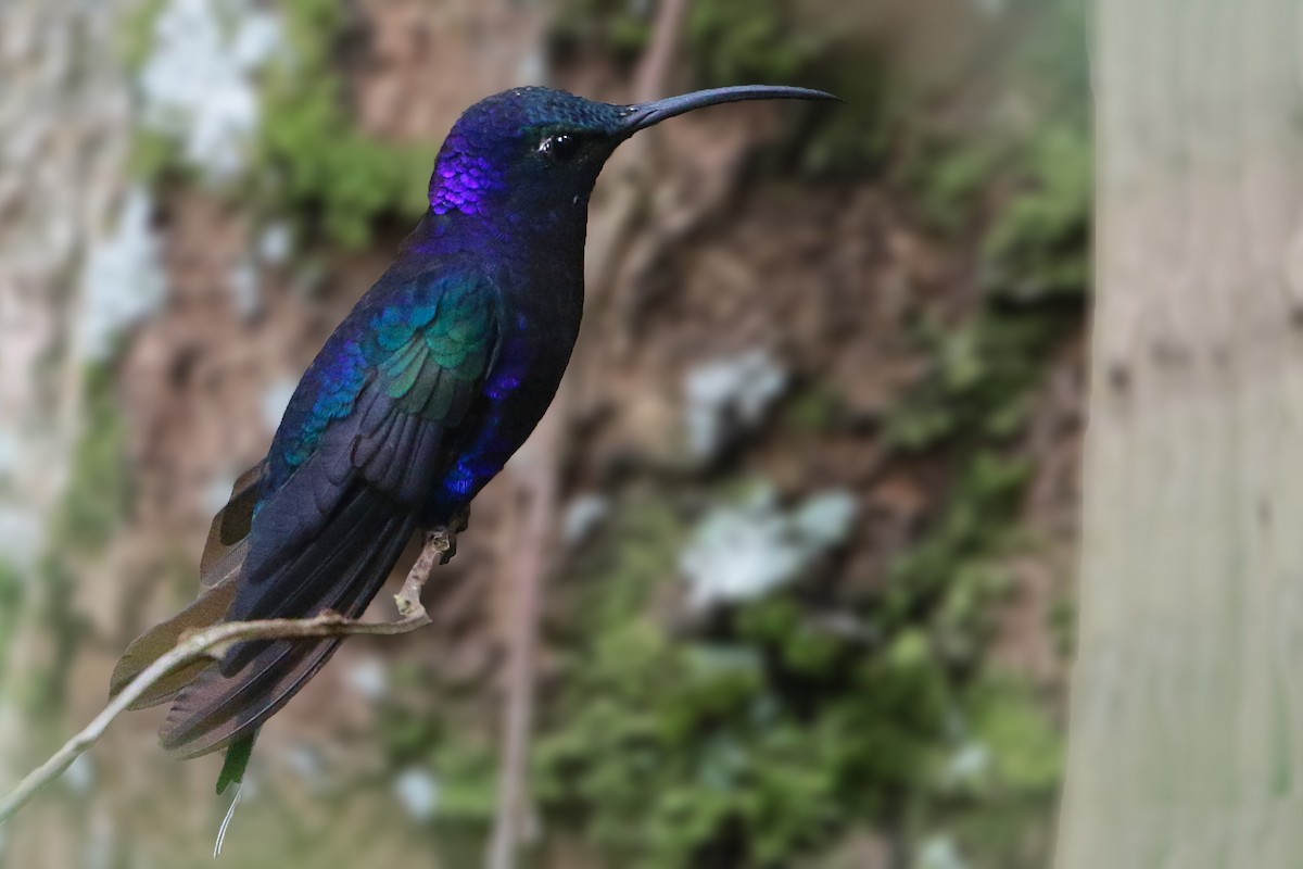 Colibrí Morado - ML199858441