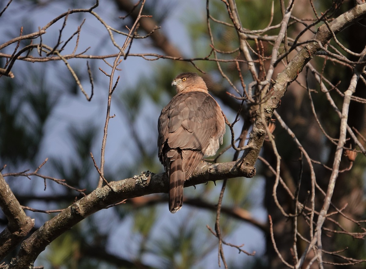 Cooper's Hawk - ML199858901