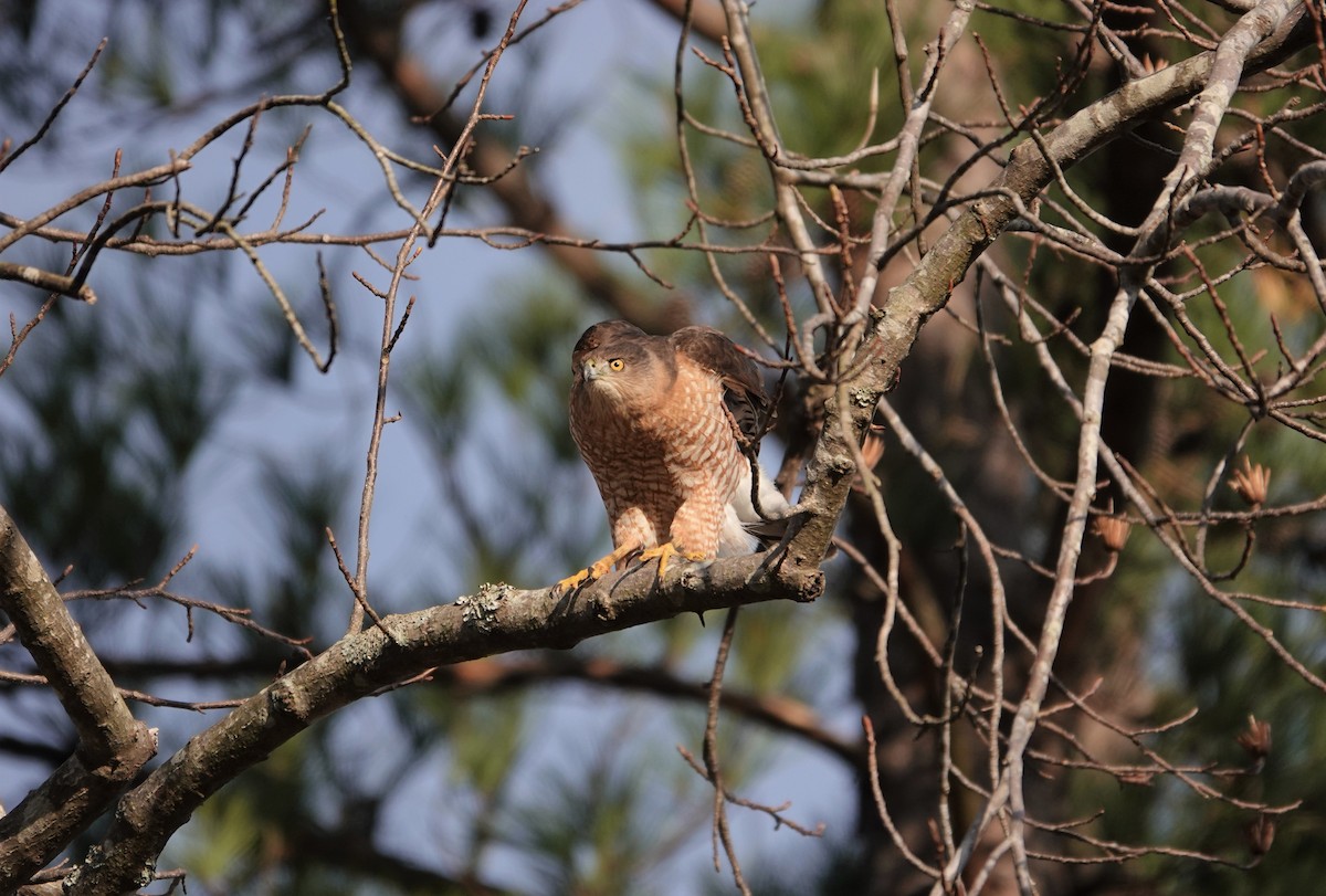 Cooper's Hawk - ML199858911