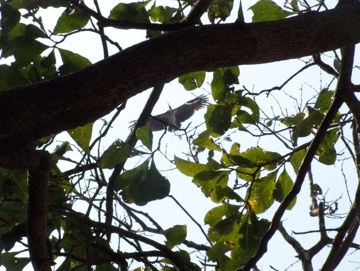 Lesser Adjutant - ML199858931
