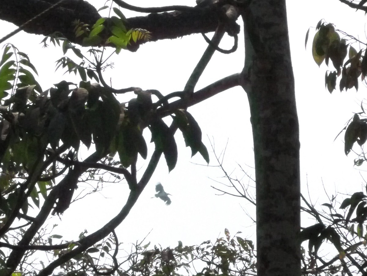 Lesser Adjutant - ML199858951