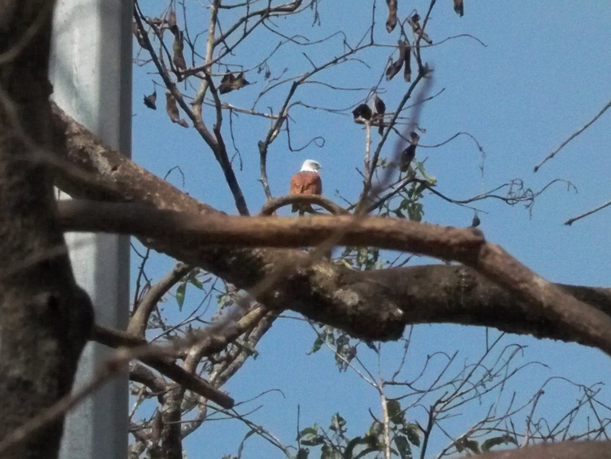 Brahminy Kite - ML199858971