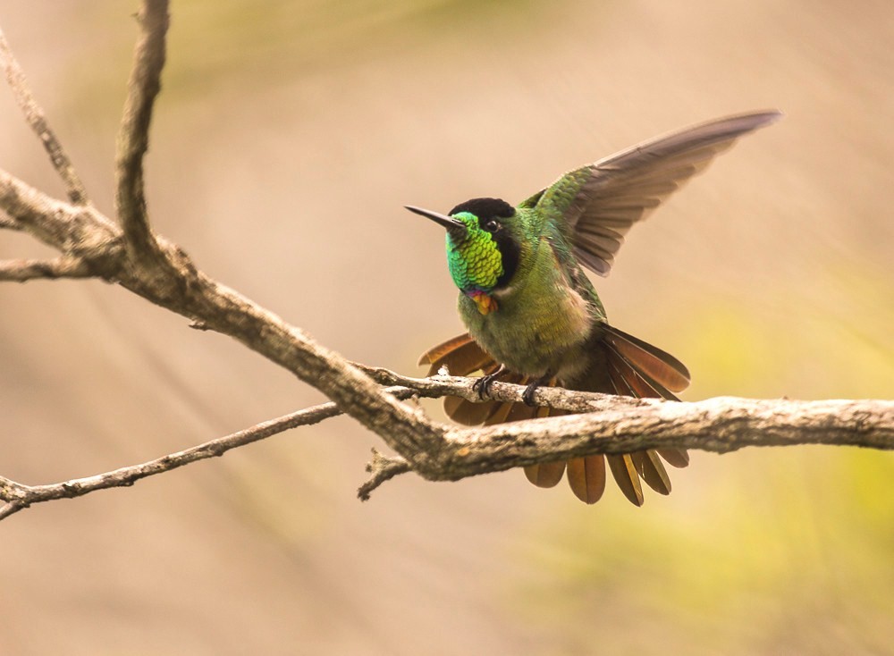 Colibri lumachelle - ML199859091