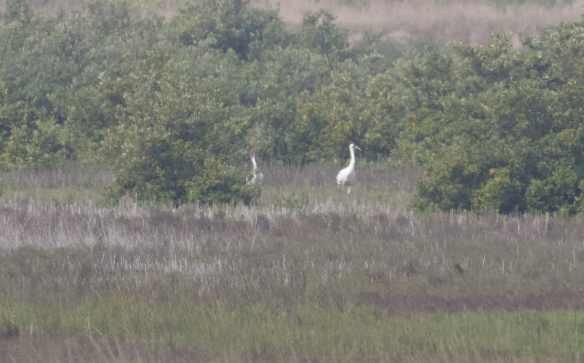 Whooping Crane - ML199859111