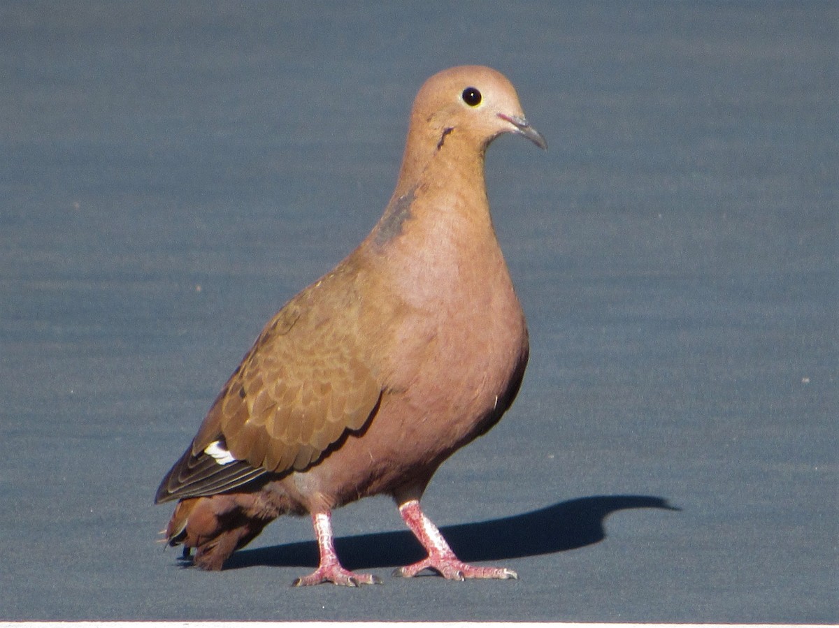 Zenaida Dove - John Koon