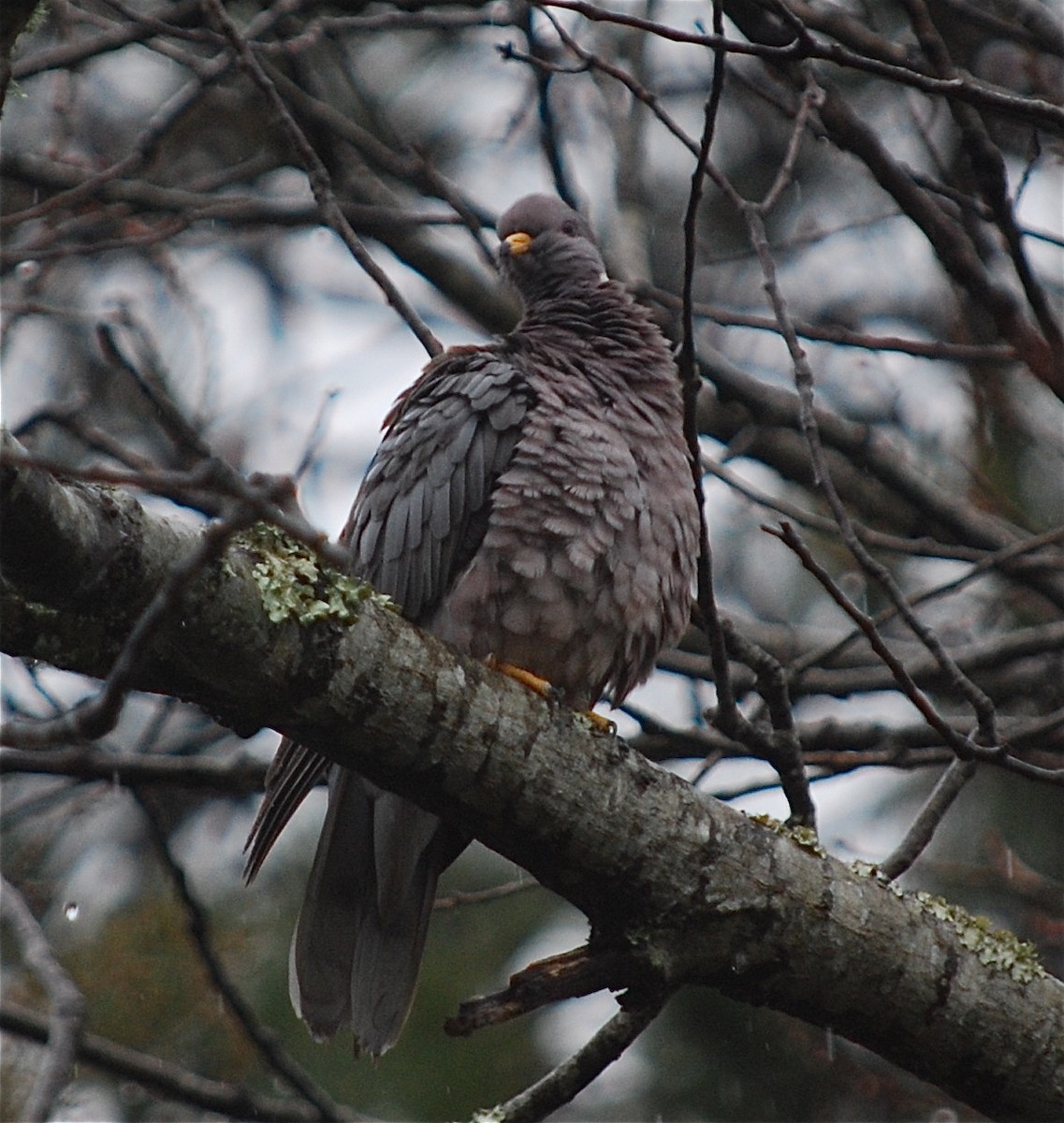 Band-tailed Pigeon - ML199861441