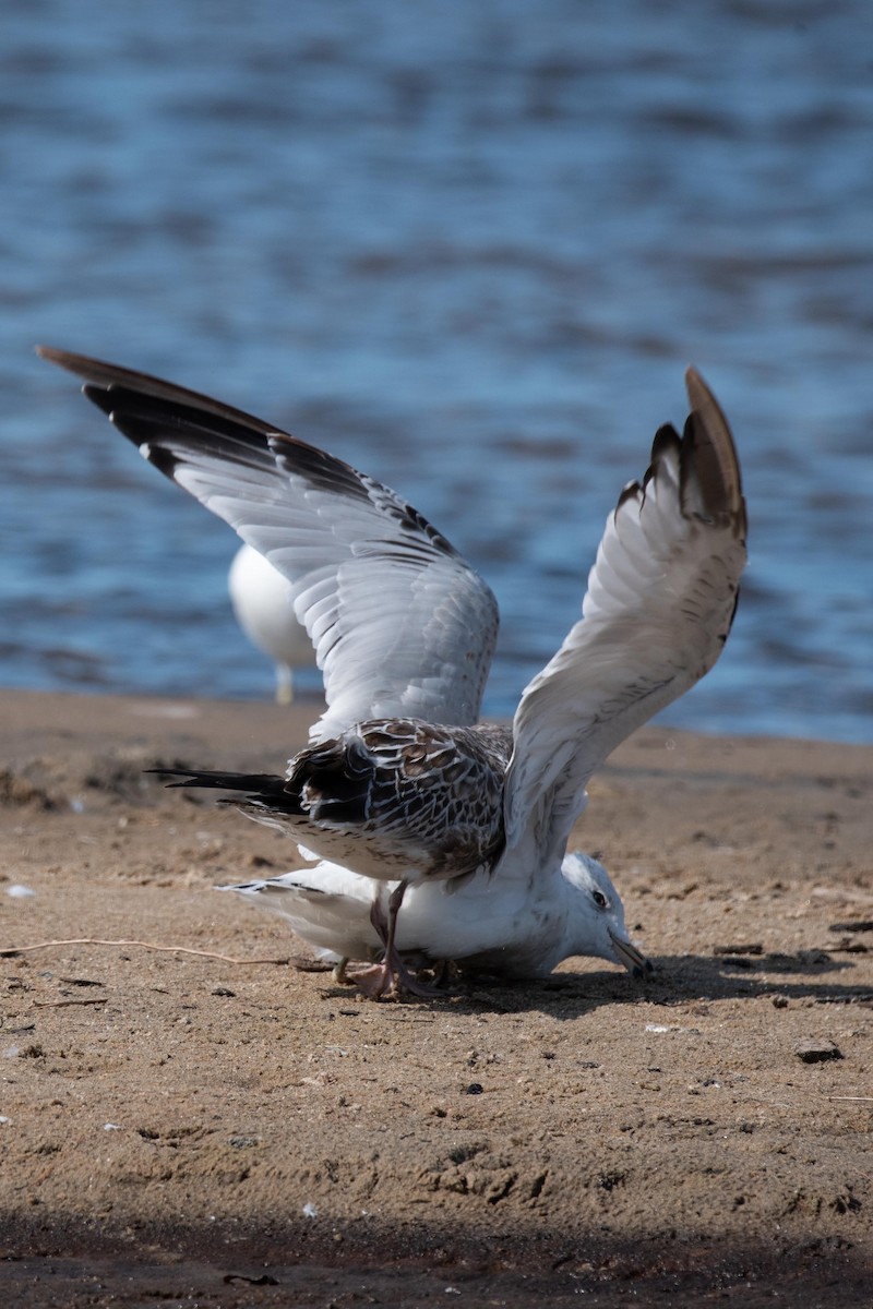 Ring-billed Gull - ML199862081