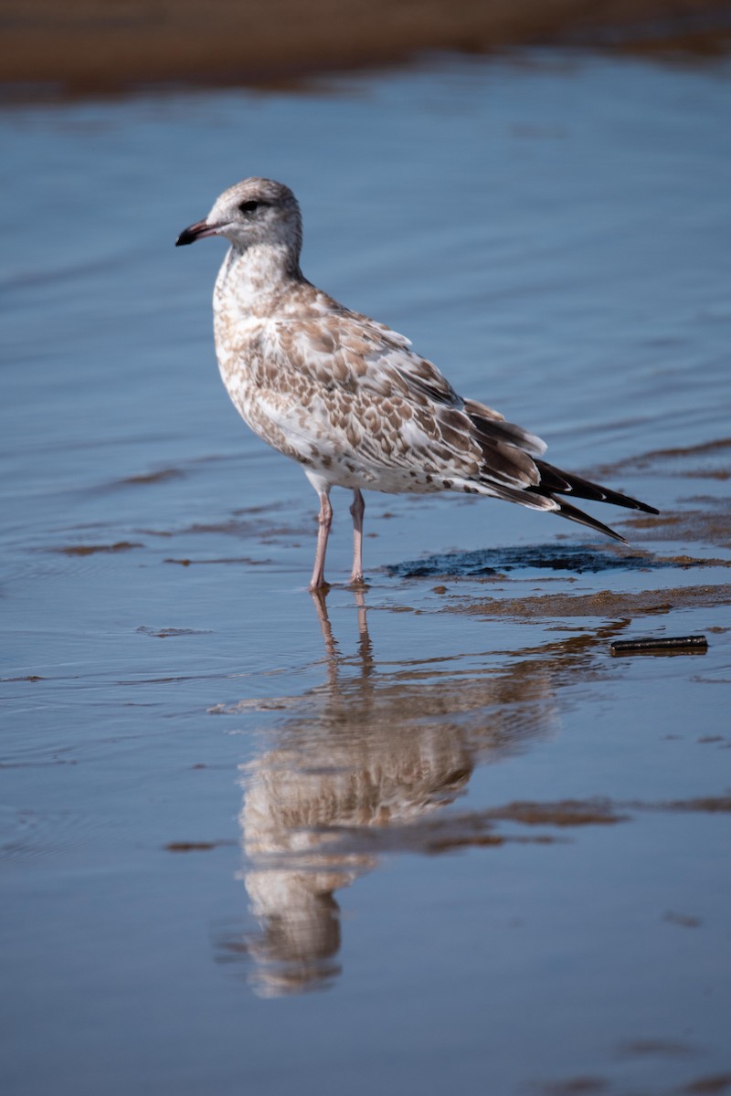 Ring-billed Gull - ML199862091