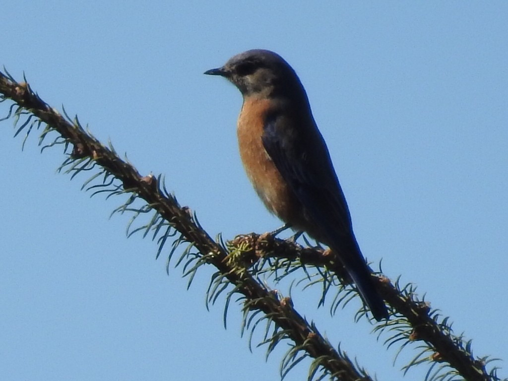 Western Bluebird - ML199862121