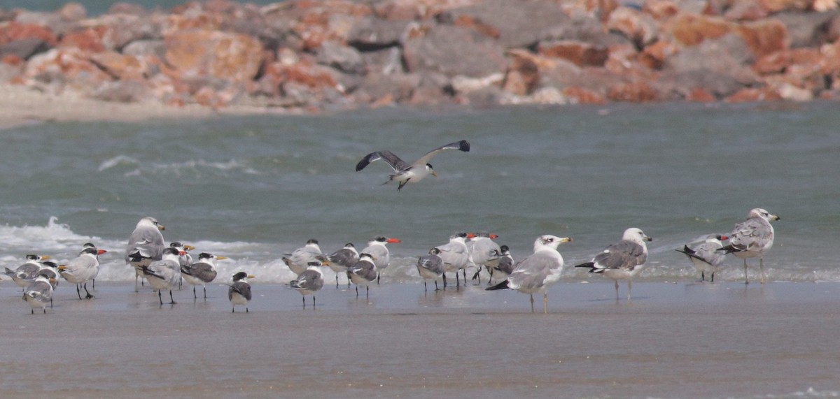 Pallas's Gull - ML199862601