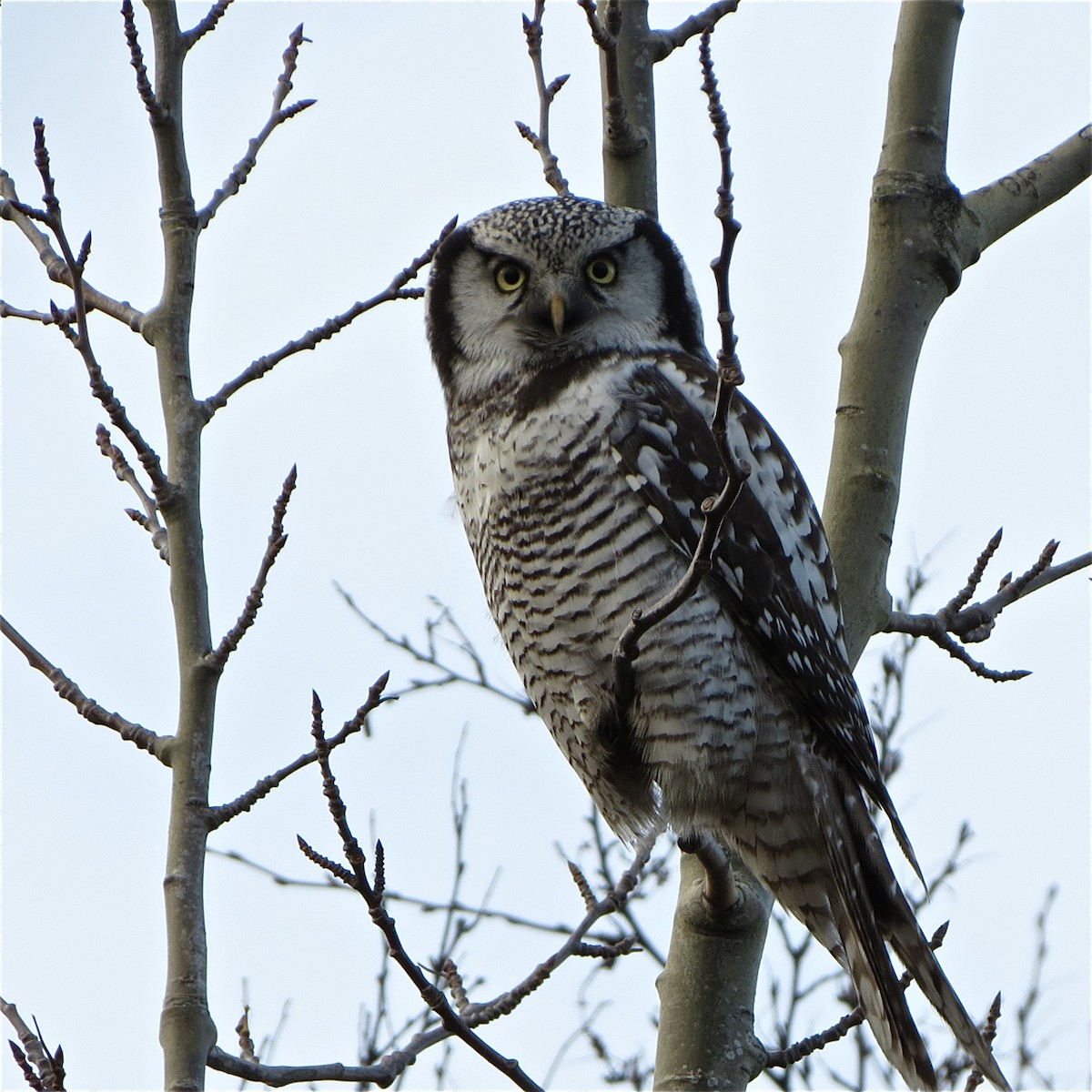 Northern Hawk Owl - ML199862771