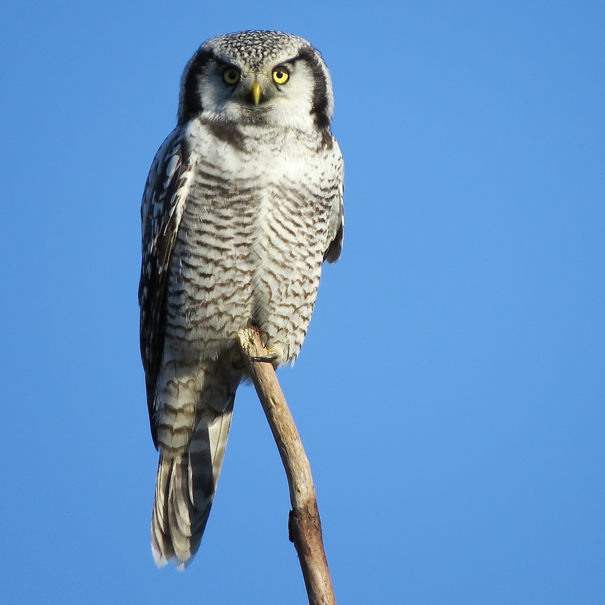 Northern Hawk Owl - ML199862871