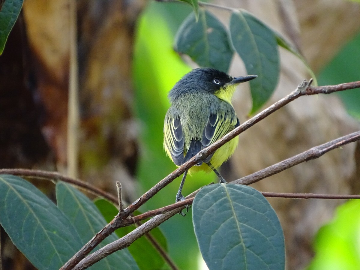 Common Tody-Flycatcher - ML199863001