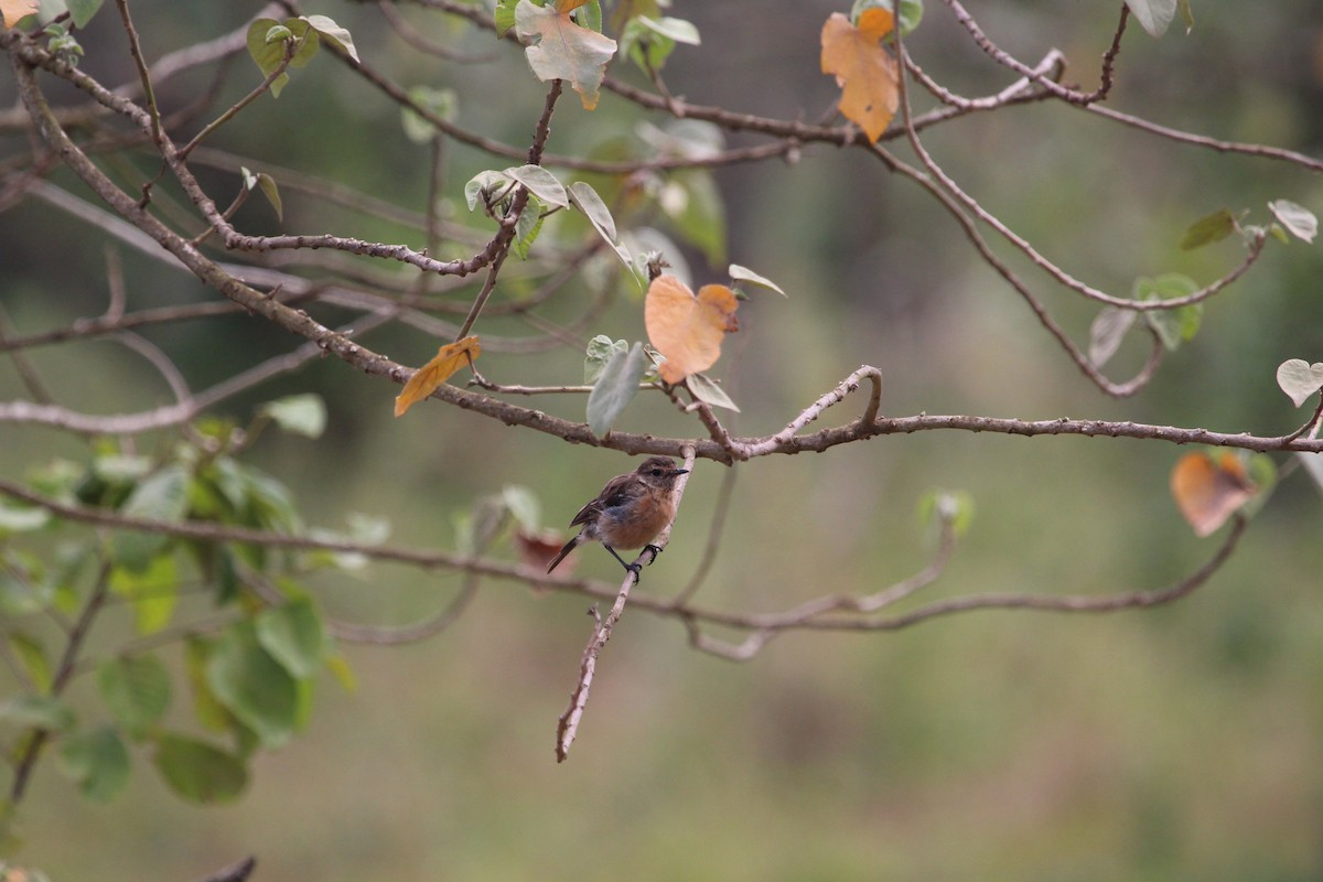 African Stonechat - ML199863651