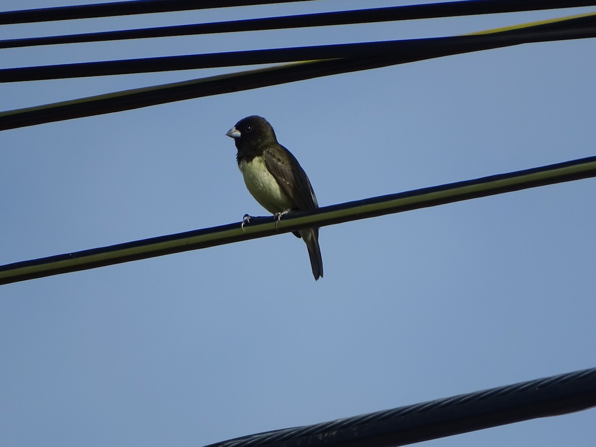 Yellow-bellied Seedeater - ML199863731