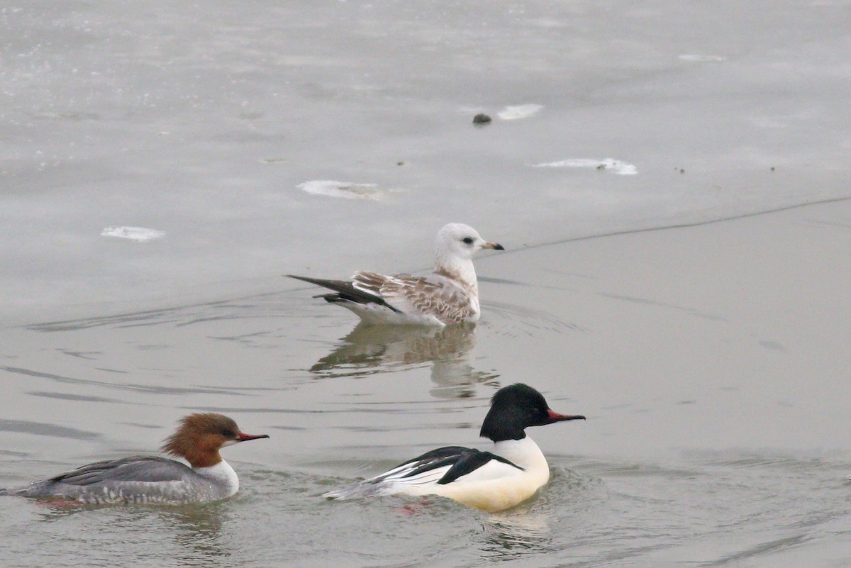 Common Gull - ML199864051