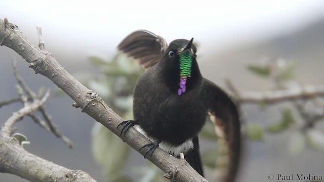 kolibřík modropláštíkový - ML199864291