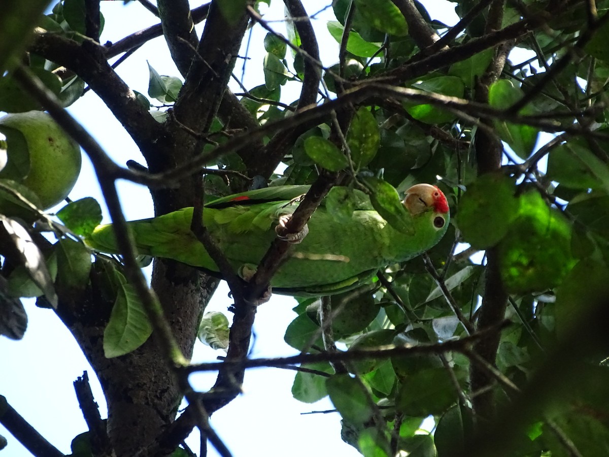 Red-lored Parrot - karen Gonzalez